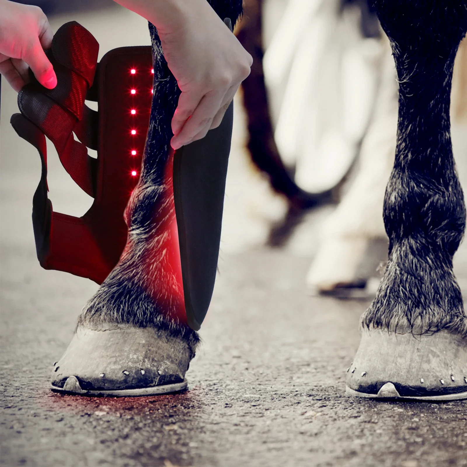 ผลิตภัณฑ์สำหรับขี่ม้าแบบใหม่ ใ - Brushing Boot Horse บทวิจารณ์และราคา